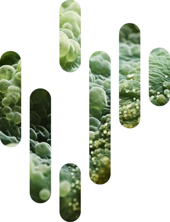 Biofilm in der NoBaCor Frequenzform